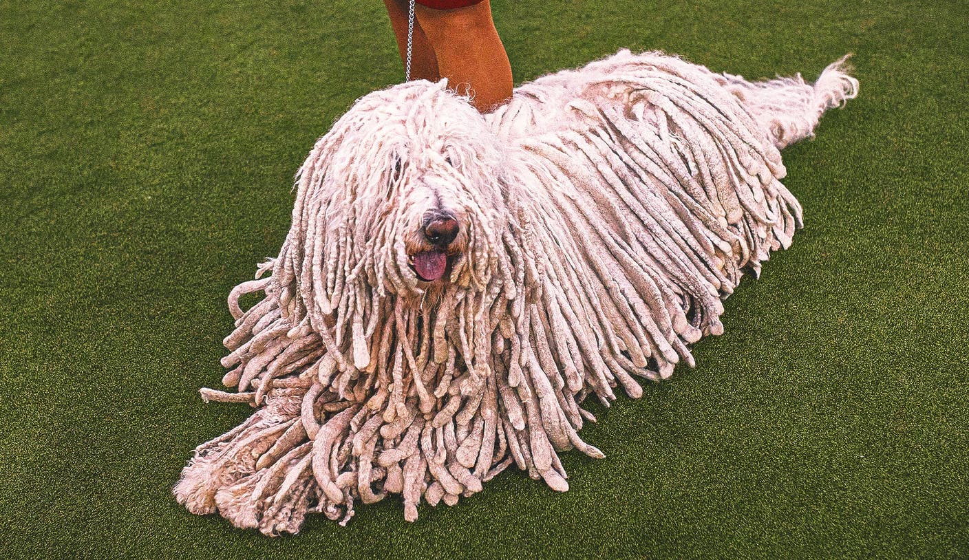 东升国际app - 2026 WKC Dog Show：一次关于冠军之路的深度解析
